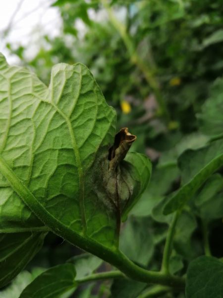 Datei:Tomatenblatt mit Phytophthora infestans.jpg
