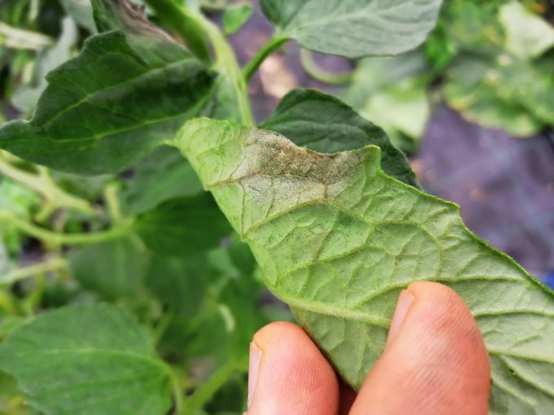 Datei:Tomatenblatt Phytophthora infestans.jpg