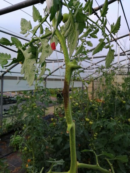 Datei:Tomatenstamm Phytophthora infestans.jpg