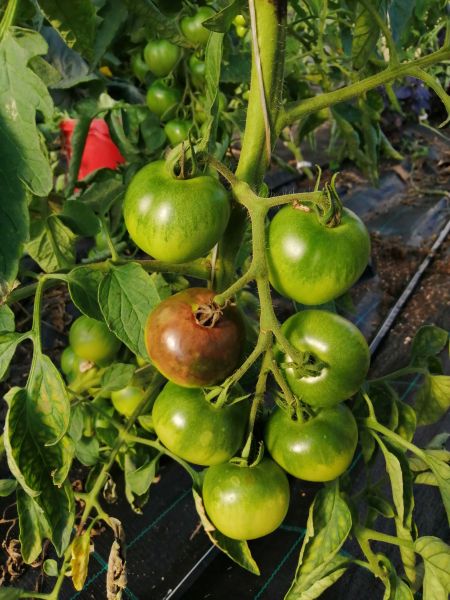 Datei:Tomatenfrucht mit Phytophthora infestans.jpg