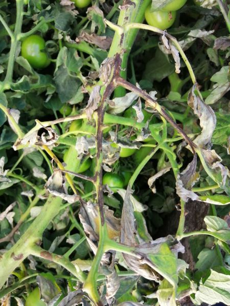 Datei:Tomatenast mit Phytophthora infestans.jpg
